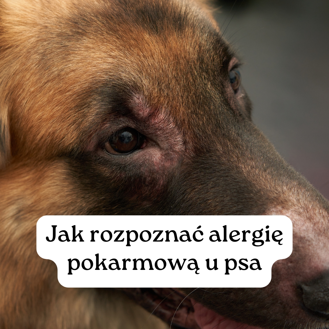 Jak rozpoznać alergię pokarmową u psa