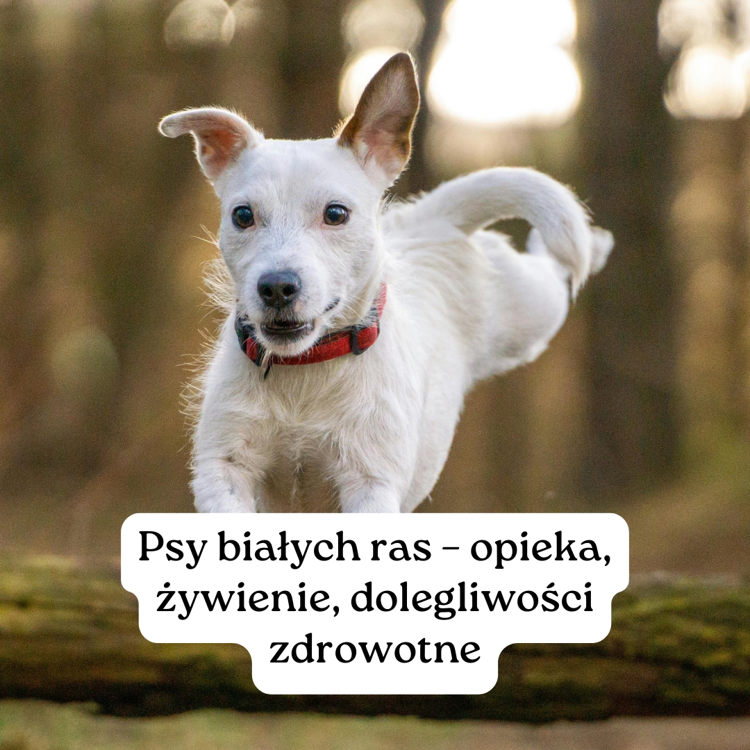 Psy białych ras – opieka, żywienie, dolegliwości zdrowotne